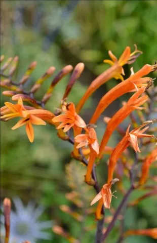 Crocosmia 