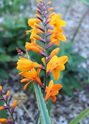 Crocosmia 'Columbus'