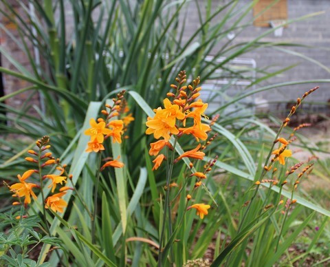 Crocosmia 'Columbus'