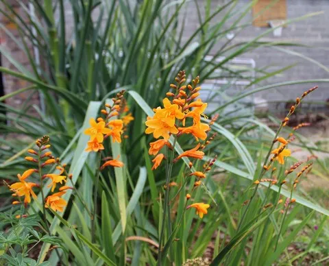 Crocosmia 'Columbus'