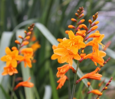 Crocosmia 'Columbus'