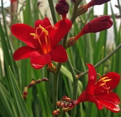 crocosmia