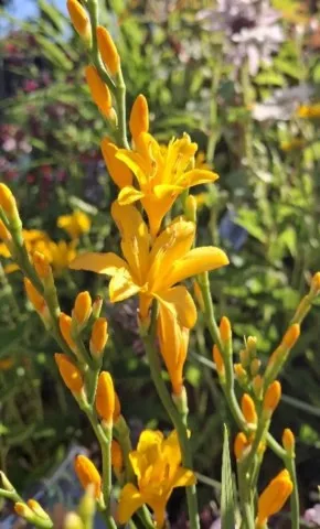 crocosmia gold dust