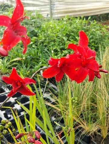 Crocosmia 'Hellfire'