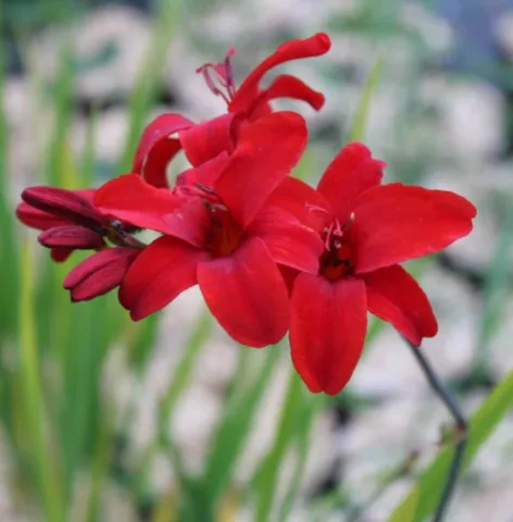 Crocosmia 'Hellfire'
