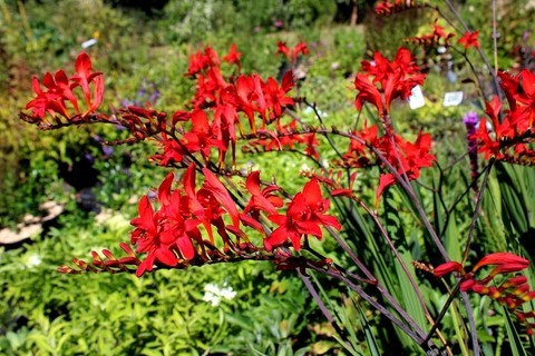 crocosmia lucifer