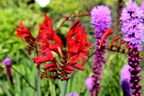 crocosmia Lucifer