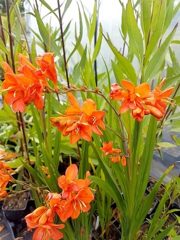 Crocosmia 'Okavango'