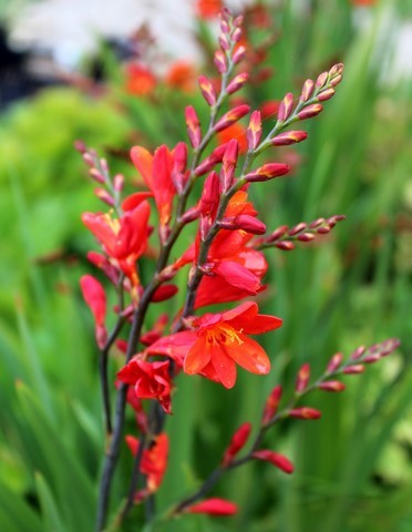 Crocosmia 'Philippa Browne'