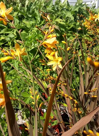 crocosmia solfatare