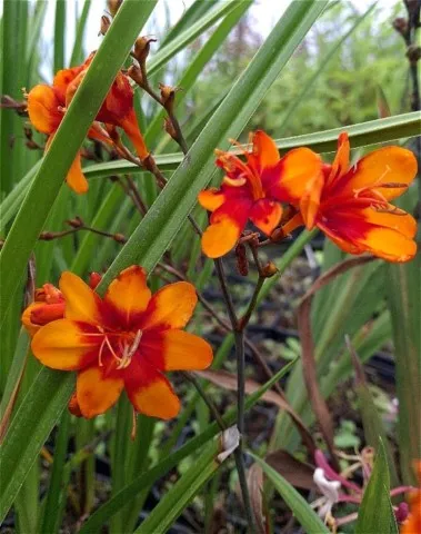 Crocosmia 'Walbertons Bright Eyes'