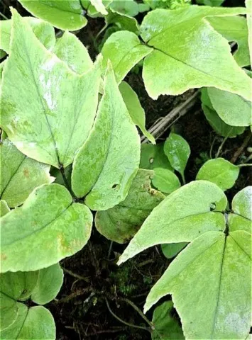 Cyrtomium macrophyllum var. tukusicola