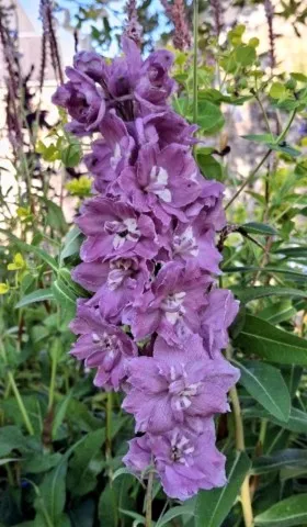 Delphinium 'Dusky Maidens'