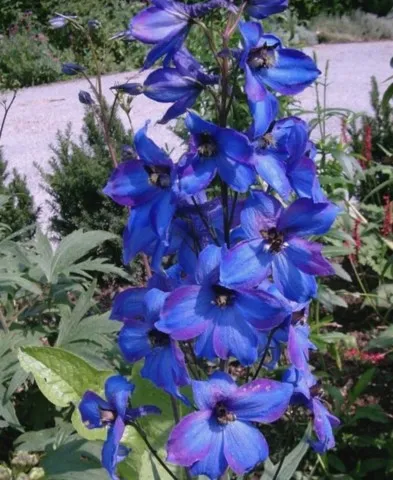 delphinium