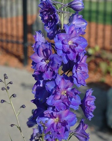 delphinium