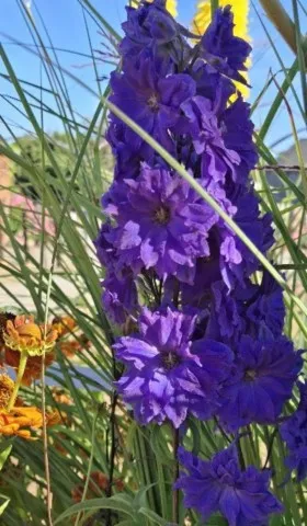delphinium pagan purple