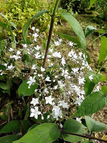 Deutzia setchuenensis var. Corymbiflora