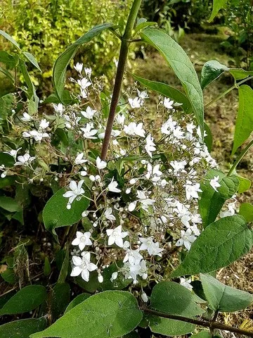 Deutzia setchuenensis var. Corymbiflora
