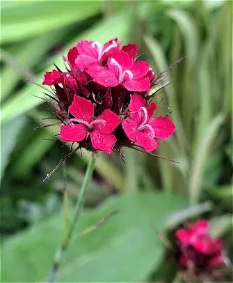 Dianthus cruentus