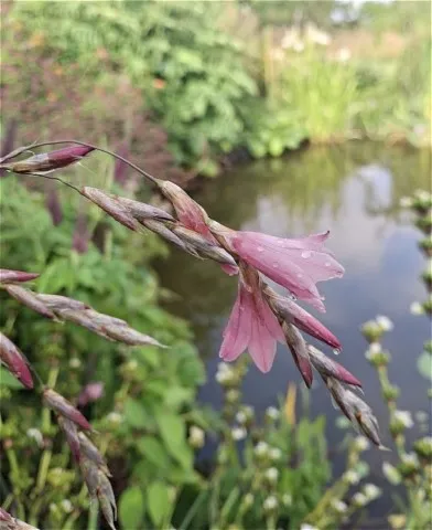Dierama hyb. "Corail"