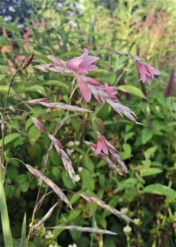 Dierama hyb. "Corail"