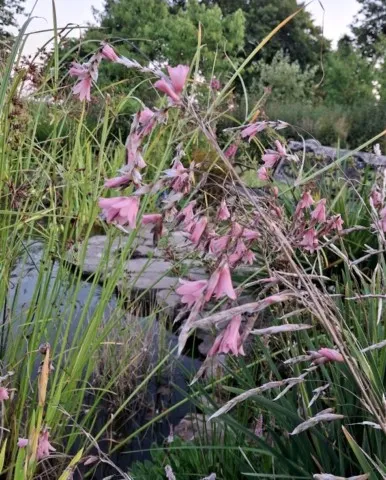 dierama dracomontanum