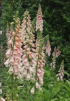 digitalis