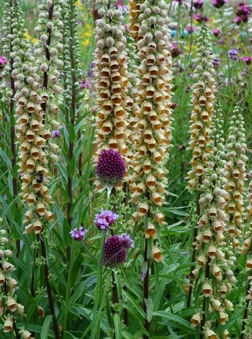 digitalis ferruginea gigantea