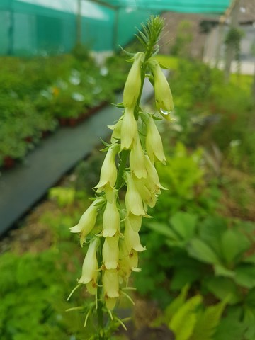digitalis lutea