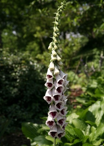 Digitalis purpurea 'Pam's choice'