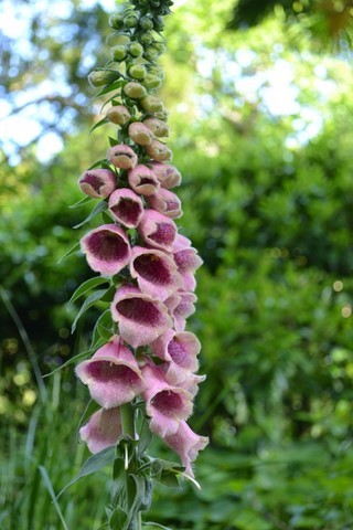 Digitalis x mertonensis