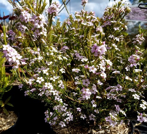 Diosma Pink fountain