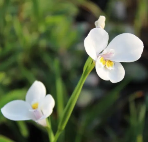 Diplarrena moraea