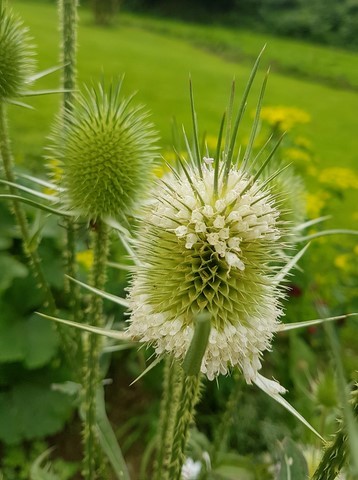 Dipsacus laciniatus