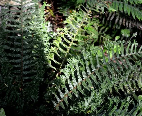 Dryopteris affinis 'Cristata the King'
