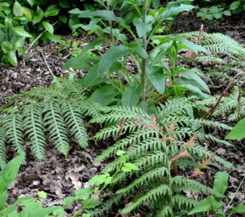 Woodwardia unigemmata 