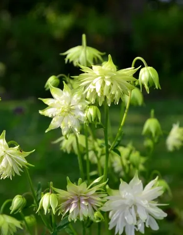 Aquilegia green apples