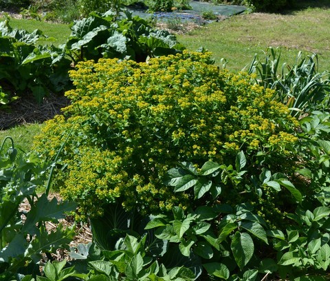 Euphorbia coralloides