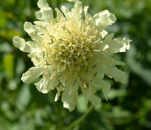 cephalaria gigantea