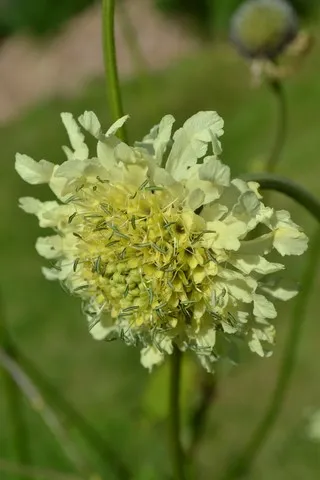 cephalaria gigantea