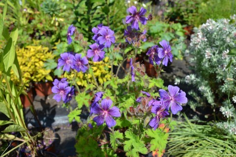 geranium philippe vapelle