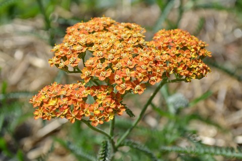 Achillea 'Inca Gold'
