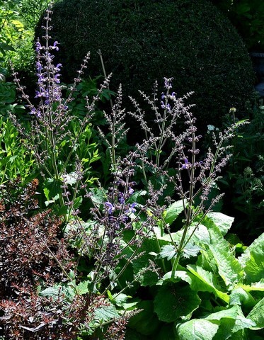 salvia forsskaolii