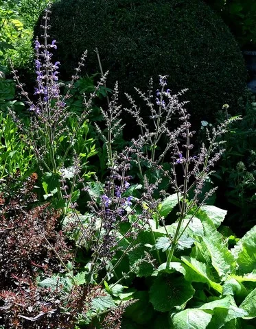 salvia forsskaolii