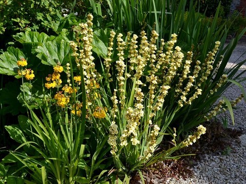 sisyrinchium striatum