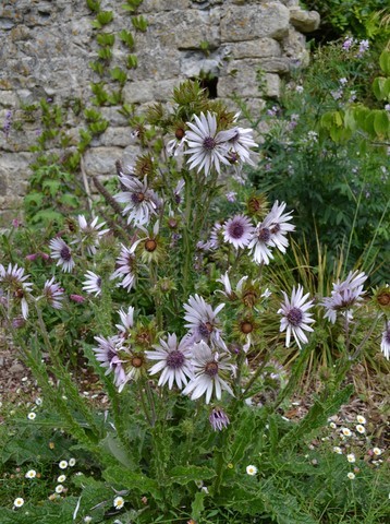 Berkheya purpurea