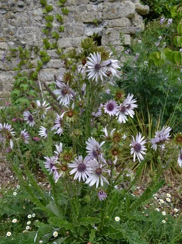 Berkheya purpurea