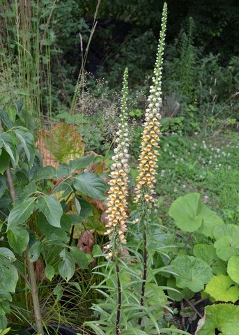 digitalis stewartii