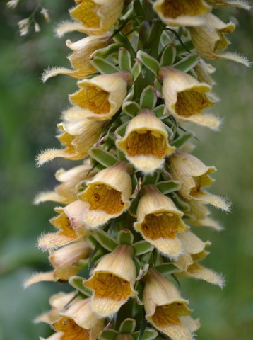 Digitalis stewartii