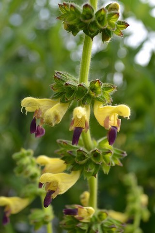 salvia flava var megalantha